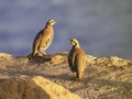 Pair of Chukar Partridge