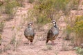 A pair of Chukar Partridges Royalty Free Stock Photo