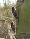 Pair of Cicadas on Palo Verde Tree Arizona