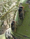 Pair of Cicadas on Palo Verde Tree Arizona