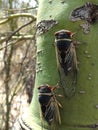 Pair of Cicadas on Palo Verde Tree Arizona