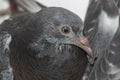 Closeup portrait of a young pigeon on my balcony.