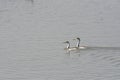 A Pair of Clark`s Grebes Swim Peacefully at the Bear River Refuge in Northern Utah