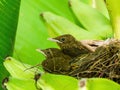 Pair of Clay-colored Thrush (Turdus grayi) chicks in a nest, in Costa Ri