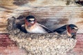 A pair of Cliff swallows Petrochelidon pyrrhonota building a nest on a wooden ledge, in the spring time, San Francisco bay area