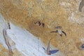 A Pair of Cliff Swallows in Their Nest