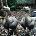 Pair of Cloned Dodo Birds - Generative AI