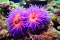 a pair of clownfish in a blooming anemone