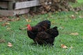 Pair of Cochin Chickens Royalty Free Stock Photo