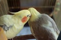 Whisper a secret - feathered friends Royalty Free Stock Photo