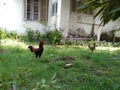 A pair of cockerels and females looking for food gardening