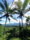 a pair of coconut trees with the hills of mount batukaru in the background