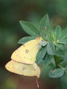 Pair of Colias erate, the eastern pale clouded yellow butterfly Royalty Free Stock Photo