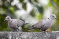 A pair of Collar Dove