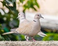 A pair of Collar Dove on a wall