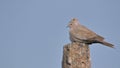 Pair of collared bird, natural, nature