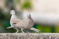 pair of Collared Dove Royalty Free Stock Photo