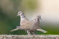 A pair of Collared Dove