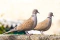 pair of Collared Dove Royalty Free Stock Photo