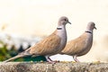 pair of Collared Dove
