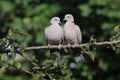 Pair of Collared Doves