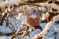 A pair of a collared doves on branch of snowy tree