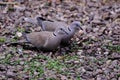 Pair of Collared Doves.