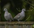 Pair of collared doves perched on fence