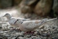 Pair of Collared Doves on Stones