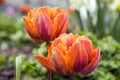 Pair of color barked beautiful spring orange, red and yellow double flower tulips in bloom in sunlight Royalty Free Stock Photo