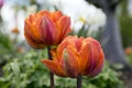 Pair of color barked beautiful spring orange, red and yellow double flower tulips in bloom in sunlight Royalty Free Stock Photo