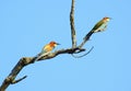 Two bee-eaters