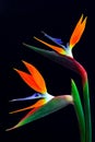 Pair of colorful bird of paradise strelitzia reginae flowers in full bloom