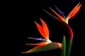 Pair of colorful bird of paradise strelitzia reginae flowers in full bloom Royalty Free Stock Photo