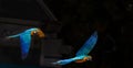 Blue macaws in flight at Tampa Zoo