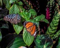 Pair of butterflies resting in a Japanese garden. Royalty Free Stock Photo