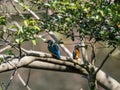 Pair colorful common kingfishers by a pond 1