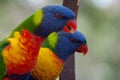 Pair of colorful lorikeet parrots in Australia