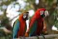 Pair of colorful Macaws Royalty Free Stock Photo