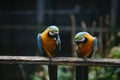 A pair of colorful macaws in loving moment Royalty Free Stock Photo