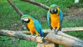 Pair of colorful Macaws parrots in zoo Royalty Free Stock Photo