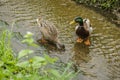 A pair of colorful mallard ducks standing in water Royalty Free Stock Photo