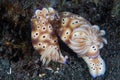 Pair of Colorful Nudibranchs in Indonesia