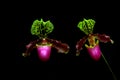 Pair of colorful paphiopedilum hybrid or venus lady slipper orchids