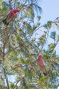 Pair colorful parrots Galah outdoors