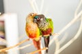 Pair of colorful pet conure birds preeening