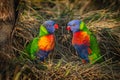 A pair of colorful rainbow lorikeets Royalty Free Stock Photo