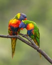 A pair of colorful rainbow lorikeets caring for each others wet feathers Royalty Free Stock Photo