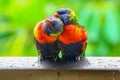 Pair of rainbow lorikeets. Royalty Free Stock Photo
