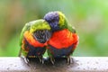 Pair of rainbow lorikeets. Royalty Free Stock Photo